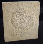 Subplanites rueppelianum QUENSTEDT 1888 - Bild &copy; FossNet FossilienStore